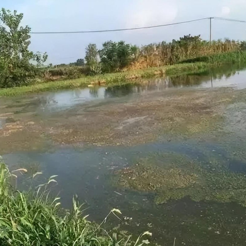shrimp farming