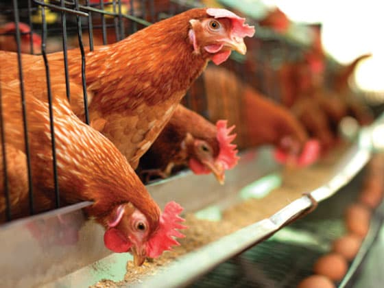 poultry feed production