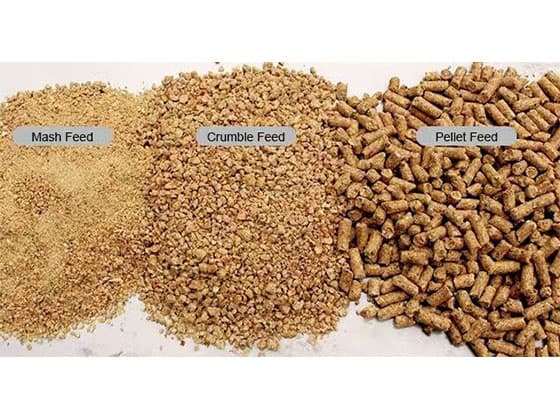 poultry feeds