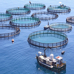 fish farming