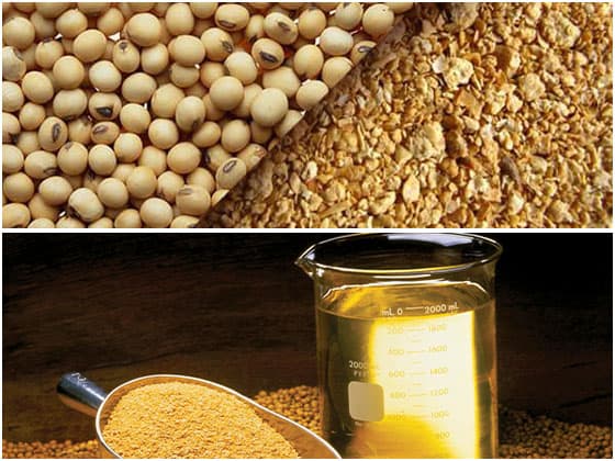 soybean cake and soybean oil